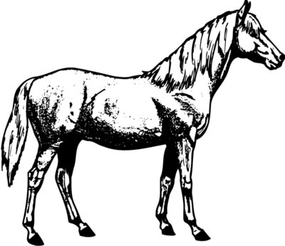 HORSE013