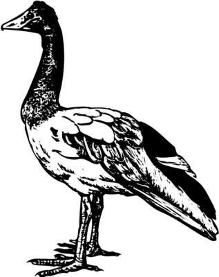 BIRD106