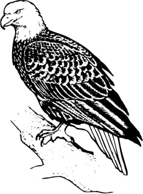 EAGLE021