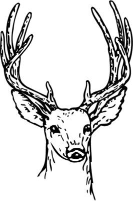 DEER011