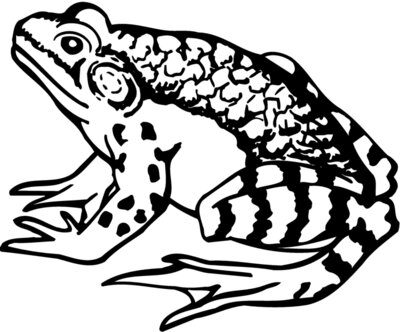 FROG03
