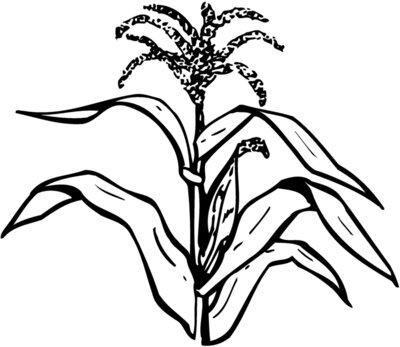 GRAIN002